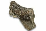 Fossil Woolly Mammoth Molar - Siberia #259934-1